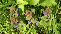 Glechoma hederacea