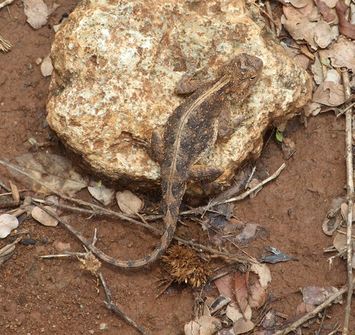 Tropical Spiny Agama