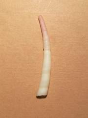 Antalis inaequicostata