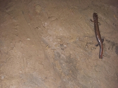 Plethodon dorsalis