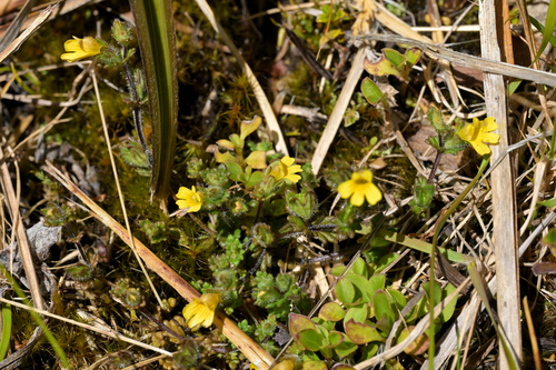 Image of Euphrasia cockayneana by (c) Christopher Stephens, some rights reserved (CC BY-SA)