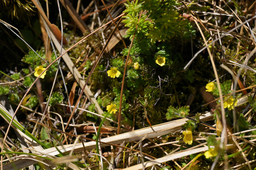 Image of Euphrasia cockayneana by (c) Christopher Stephens, some rights reserved (CC BY-SA)