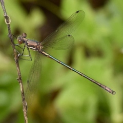 Lestes stultus