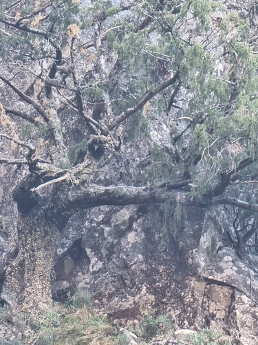 Canary Islands juniper