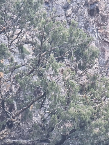 Image of Juniperus cedrus by (c) Vítor Jorge, some rights reserved (CC BY)