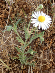 Aphanostephus ramosissimus