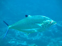 Scomberoides lysan