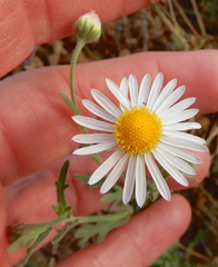 Aphanostephus ramosissimus