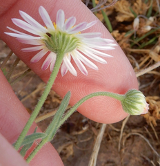 Aphanostephus ramosissimus