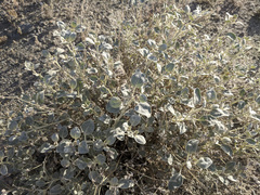 Tidestromia suffruticosa