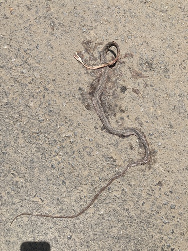 Eastern Twig Snake