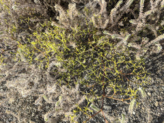 Chorizanthe brevicornu