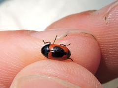 Cryptocephalus notatus