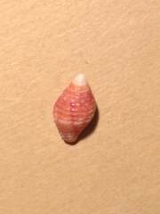 Pseudonebularia cucumerina
