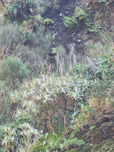 Image of Sideritis candicans by (c) Vítor Jorge, some rights reserved (CC BY)
