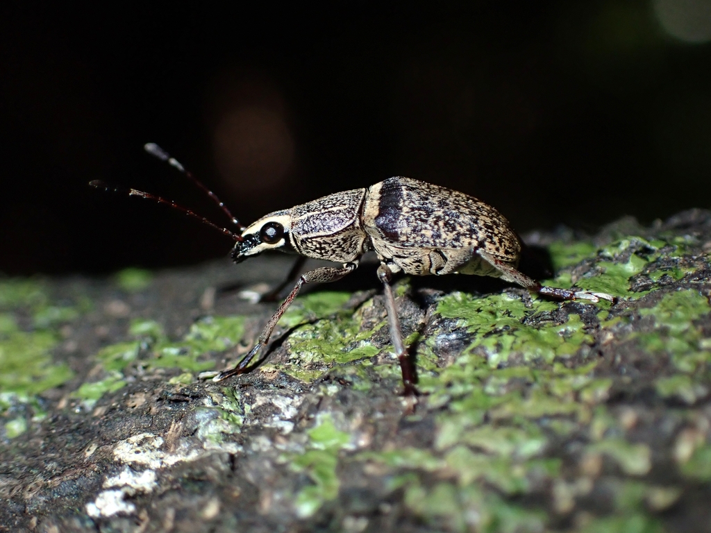 Acanthopygus cinctus