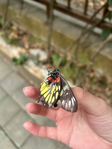 Red-based Jezebel