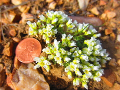 Cusickiella douglasii