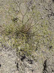Chorizanthe brevicornu