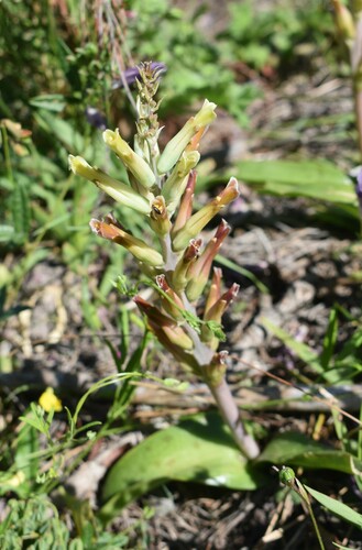 Image of Lachenalia algoensis by (c) Justin Ponder, some rights reserved (CC BY)