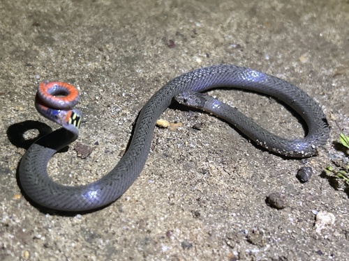 Pegu Kukri Snake