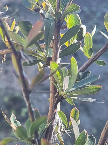 Madeiran barberry (Berberis maderensis)