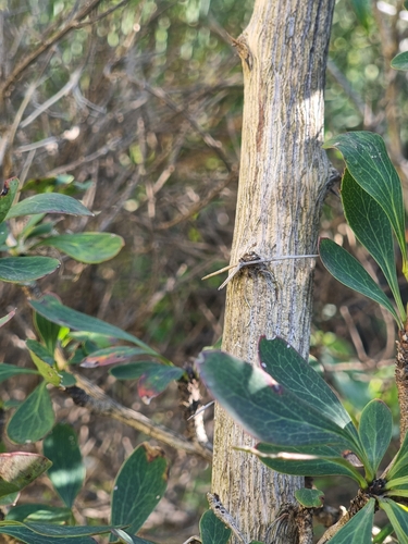 Image of Berberis maderensis by (c) Vítor Jorge, some rights reserved (CC BY)