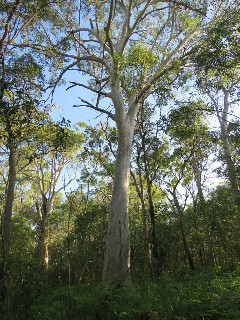 Scribbly Gum from Brisbane QLD, Australia on January 27, 2024 at 05:18 ...