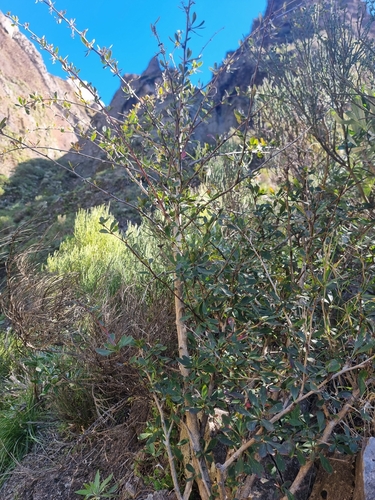 Image of Berberis maderensis by (c) Vítor Jorge, some rights reserved (CC BY)