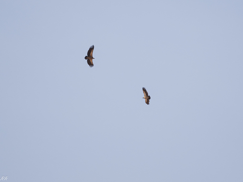 White-backed Vulture