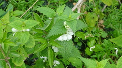 Lamium album