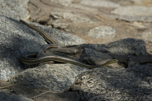 Photo of a Sudanese Sand Snake (Psammophis sudanensis)