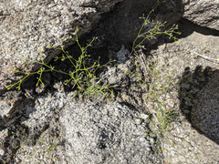 Chorizanthe brevicornu