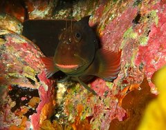 Ophioblennius atlanticus