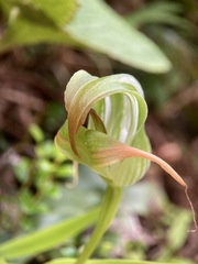 Kiwikiwi (Pterostylis banksii)