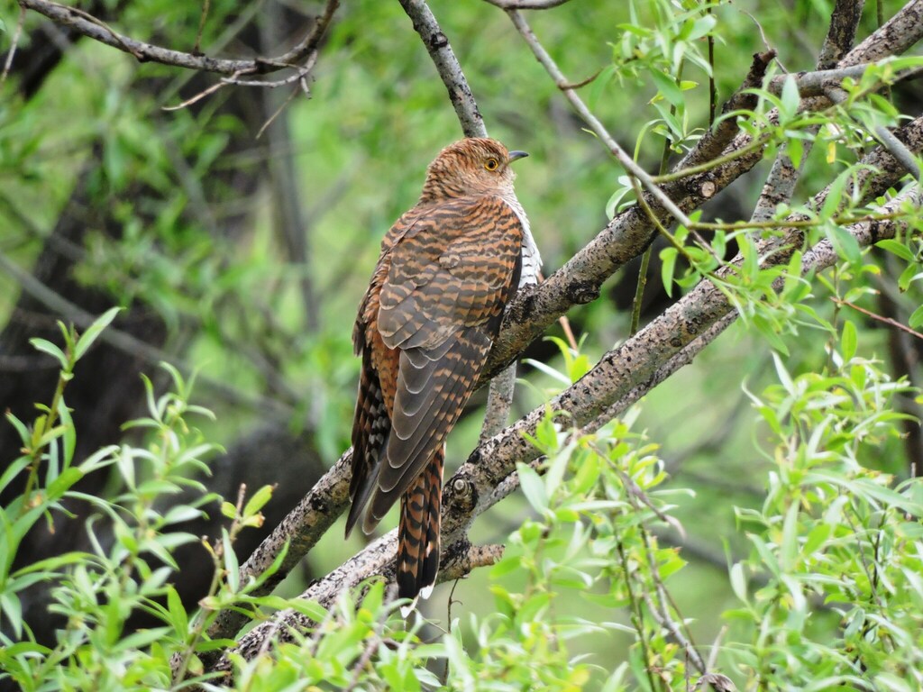 Common Cuckoo from Маралиха, Алтайский край, Россия, 658350 on August ...