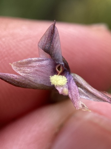 Image of Thelymitra hatchii by (c) Michael Berardozzi, some rights reserved (CC BY)