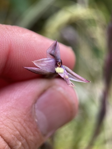 Image of Thelymitra hatchii by (c) Michael Berardozzi, some rights reserved (CC BY)