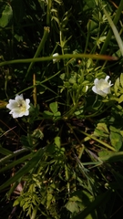 Limnanthes