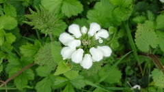 Lamium album