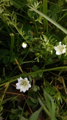 Limnanthes