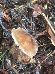 Mycena abramsii