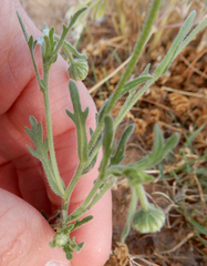 Aphanostephus ramosissimus