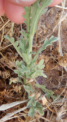 Aphanostephus ramosissimus