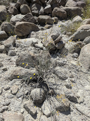 Hoffmannseggia microphylla