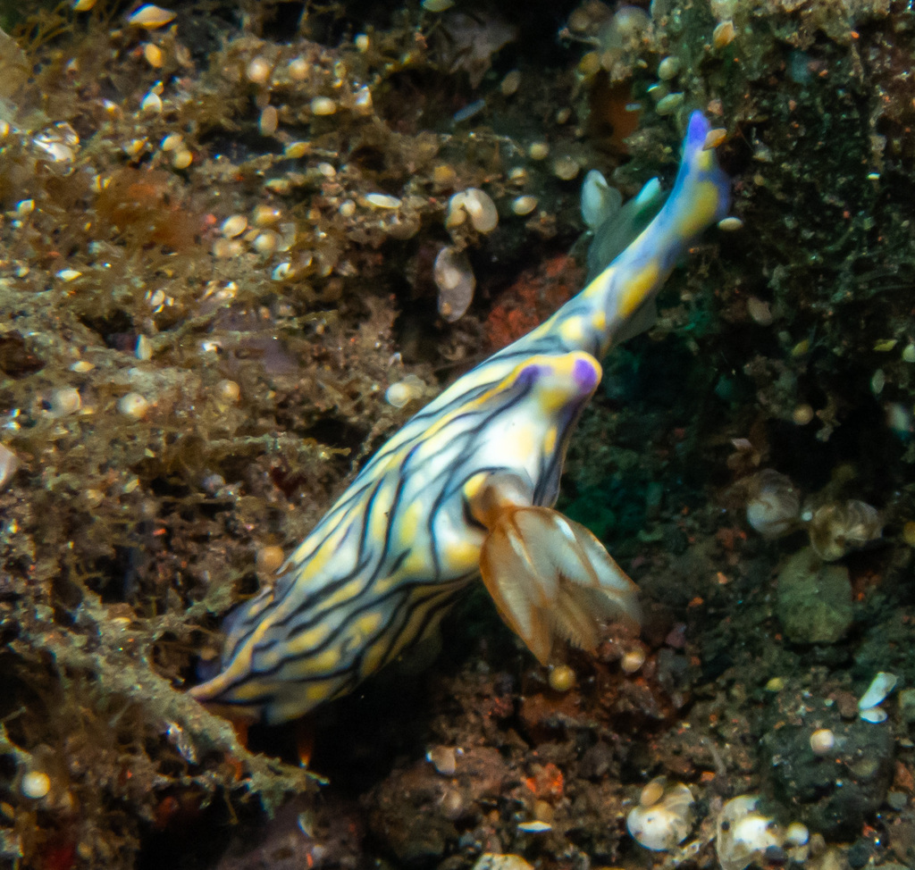 Zephyr Hypselodoris