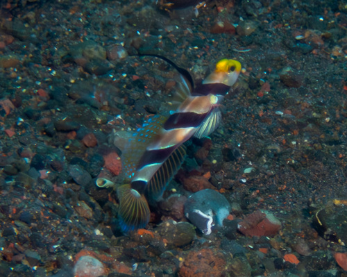ヒレナガネジリンボウの写真