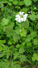 Lamium album
