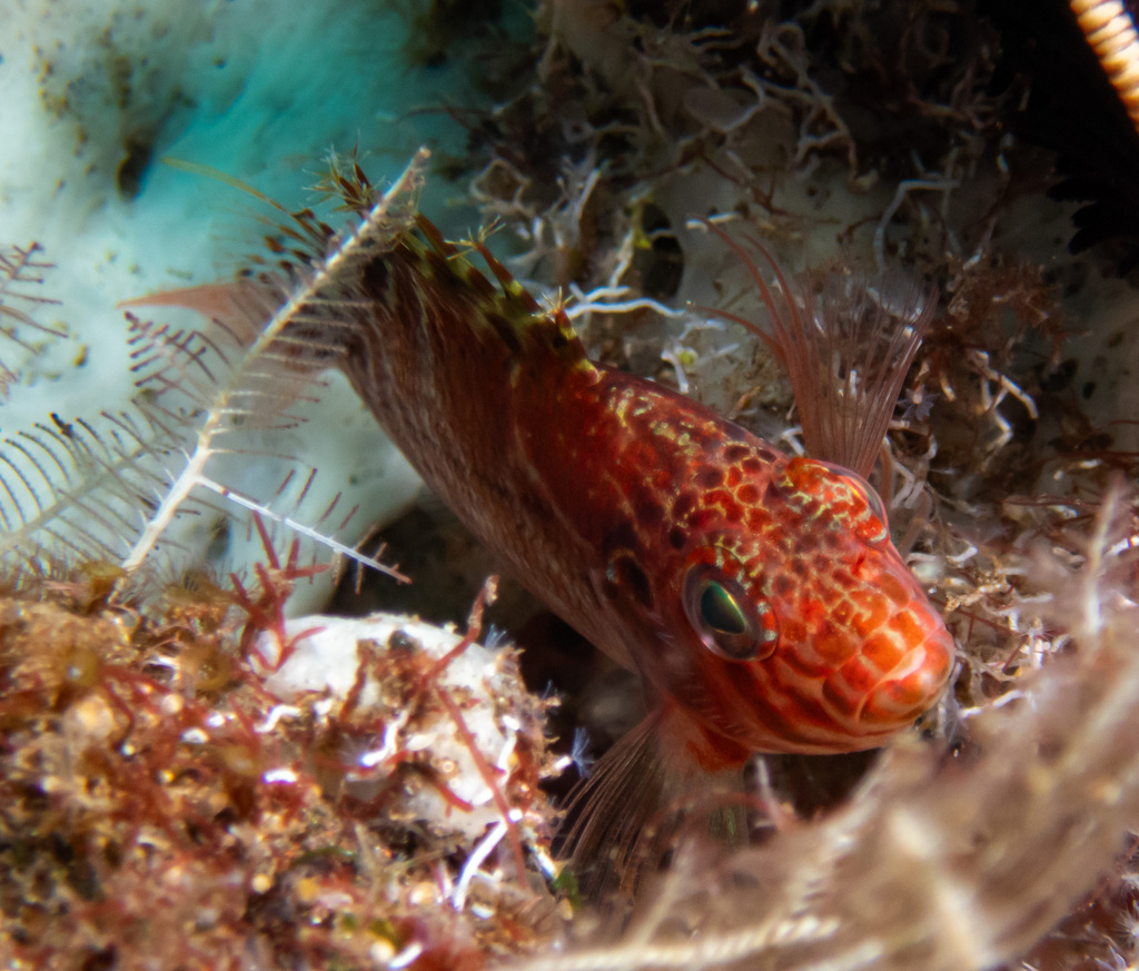 Spotted hawkfish