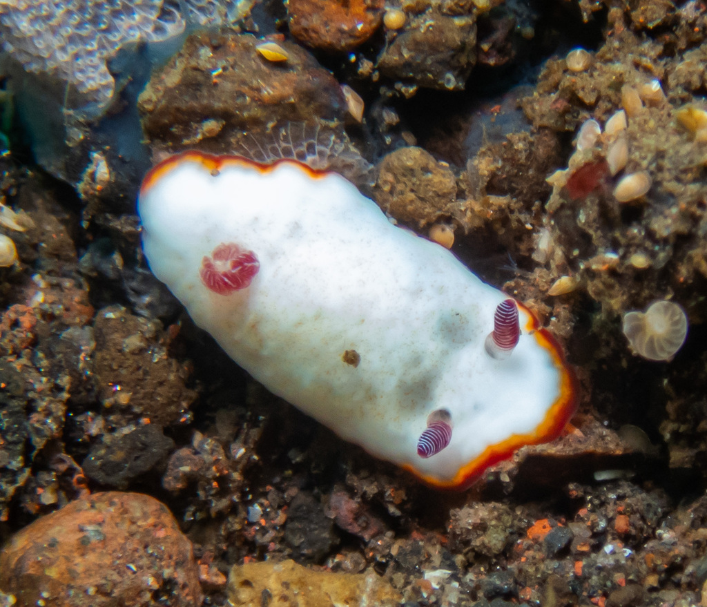 Pink-eared Rainbow Dorid